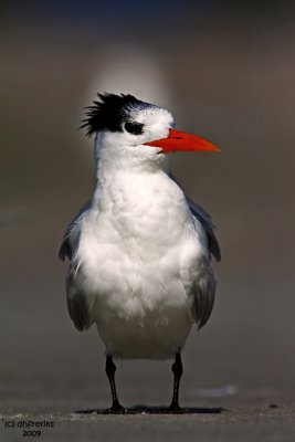 Royal Tern. Florida