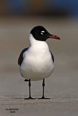 Laughing Gull. Florida