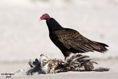Turkey Vulture. Florida