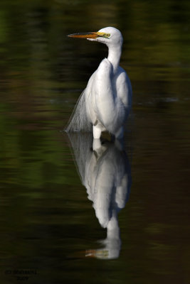Great Egret. Gatorland. Florida