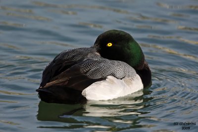 Greater Scaup, Port Washington, WI