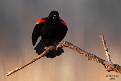 Red-winged Blackbird. Horicon Marsh, WI