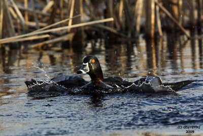 Ring-necked Duck. Horicon Marsh, WI