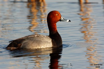 Redhead. Horicon Marsh, WI