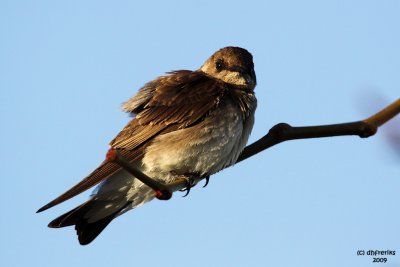 Rough-winged Swallow. Port Washington, WI