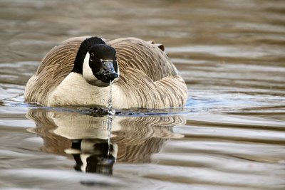 Canada Goose. Saukville, WI