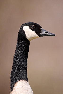 Canada Goose. Saukville, WI