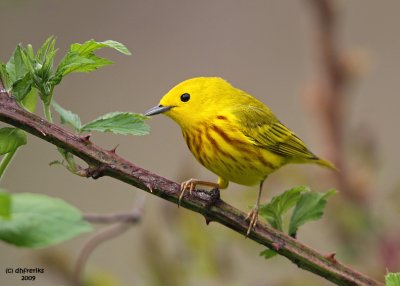 Yellow Warbler, Crown City, OH