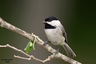 Carolina Chickadee. Chesapeake, OH