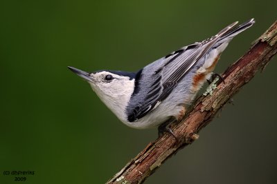 White-breasted Nuthatch. Chesapeake, OH