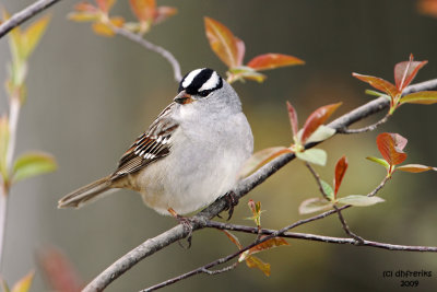 White-crowned Sparrow. Grant Park, Milwaukee