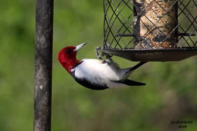 Red-headed Woodpecker. Lake Park, Milwaukee