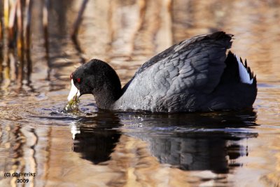 American Coot. Horicon Marsh, WI