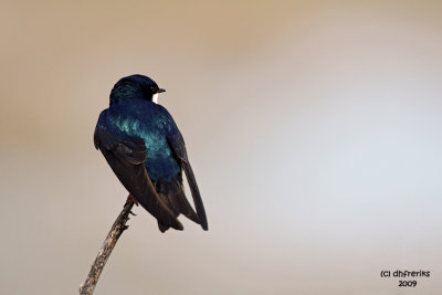 Tree Swallow. Horicon Marsh, WI