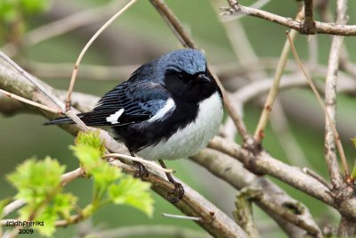 Black-throated Blue Warbler. Lake Park, Milwaukee