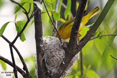 Yellow Warbler building nest. Horicon Marsh, WI