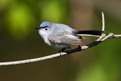 Blue-grey Gnatcatcher. Lake Park, Milwaukee