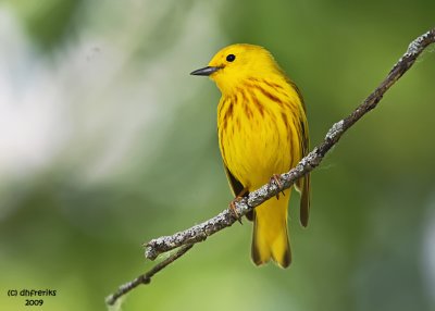 Yellow Warbler. Horicon Marsh, WI