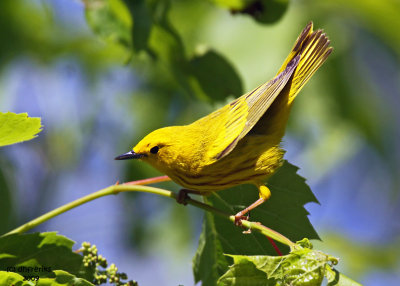 Yellow Warbler. Horicon Marsh, WI