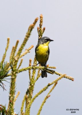 Kirtland's Warbler. Adams Co. WI