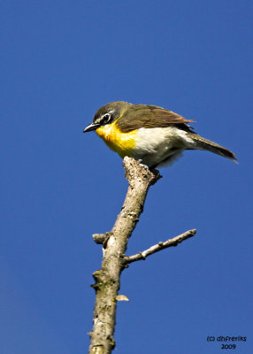 Yellow-breasted Chat. Crown City, OH