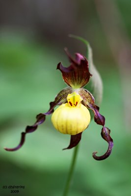 Wildflowers