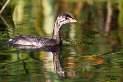 Pied-billed Grebe. Horicon Marsh, WI