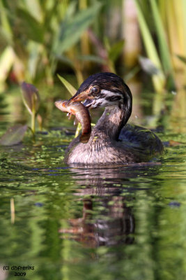 Pied-billed Grebe with breakfast. Horicon Marsh, WI