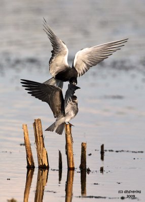Black Tern feeding young one. Horicon Marsh, WI