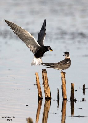 Black Tern feeding young one. Horicon Marsh, WI