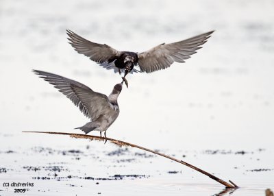 Black Tern feeding young one. Horicon Marsh, WI