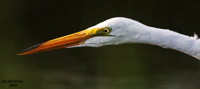 Great Egret close-up. Horicon Marsh, WI