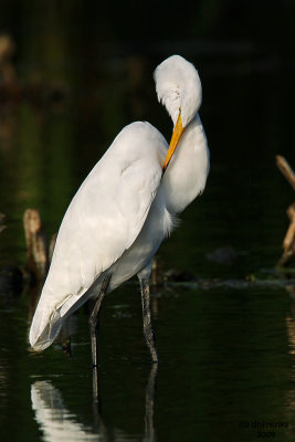 Great Egret. Horicon Marsh, WI