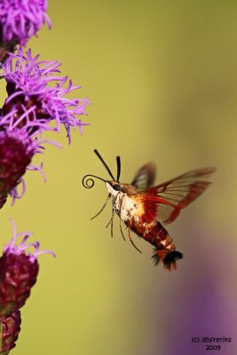 Clear-winged Hummingbird Moth. Riveredge Nature Center. Newburg, WI