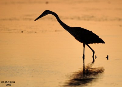 Great Blue Heron. Horicon Marsh, WI