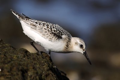 Sanderling. Grant Park, Milw.