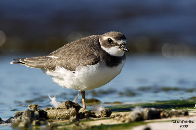 Semipalmated Plover. Sheboygan, WI