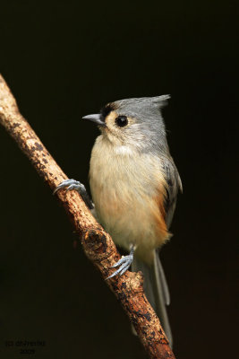 Tufted Titmouse. Chesapeake, OH