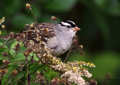White-crowned Sparrow. Lake Park, Milw.