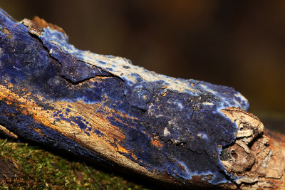 Velvet Blue Spread fungus. Chesapeake, OH