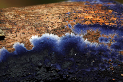 Velvet Blue Spread fungus. Chesapeake, OH