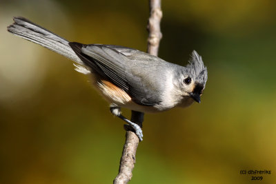 Tufted Titmouse. Chesapeake, OH