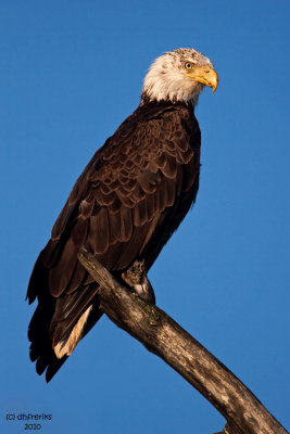 Bald Eagle. Horicon Marsh,WI