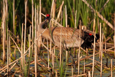 Sandhill Crane (being attacked by a Red-winged Blackbird) Horicon Marsh, WI