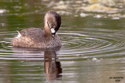 Pied-billed Grebe. Horicon Marsh, WI