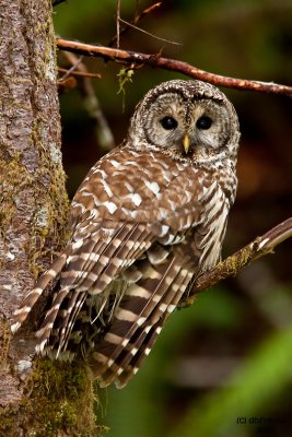 Barred Owl. Olympic Peninsula. WA