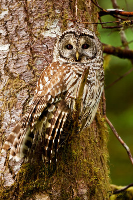 Barred Owl. Olympic Peninsula. WA