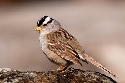 White-crowned Sparrow. Seattle, WA