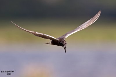 Black Tern. Horicon Marsh. WI