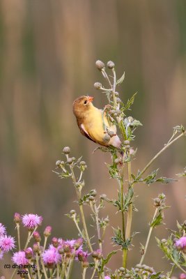 American Goldfinch. Horicon Marsh. WI
